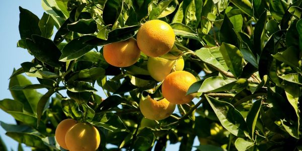 organic-blog-9